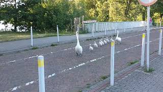 Memories from 2023 The Swan parade Beautiful swans walking in line [upl. by Emelina]