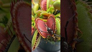 Black widow tried eating my Venus fly trap shorts [upl. by Edmee455]