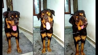 9 Months Old Rottweiler Barking  Scary and Funny  Bolt [upl. by Adnaugal]