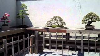 Bonsai Trees at the National Arboretum [upl. by Ardath]