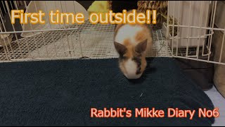 Rabbits Mikke Diary No6 quotFirst time outside‼quot [upl. by Critchfield]