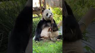 The panda eating the food in his hand and staring at the sterculia lychnophora in front of him [upl. by Hurwit391]