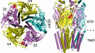 Difference Between Muscarinic and Nicotinic Receptors [upl. by Kwarteng549]