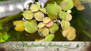 🌱 Fichas de Plantas PHYLLANTHUS FLUITANS RED Planta flotante [upl. by Eniffit]