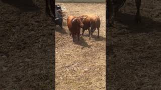 Llegan los primeros TOROS a PAMPLONA para el ENCIERRO de SANFERMINES navarra toro toros [upl. by Llekim596]