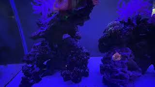 New orange mushroom coral for my aquarium [upl. by Eisseb]