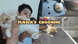 finally 2 months k baad junjun  grooming krwa li 🐈 😻 [upl. by Llener853]