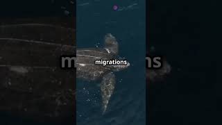 The Amazing Migration of Leatherback Turtles [upl. by Rehpotsrihc]