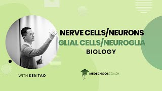 Glial Cells and Neuroglia [upl. by Lamrouex]