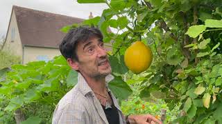 Oïdium sur courges courgettes ou concombres que faire [upl. by Jarv23]