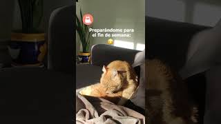 ACICALÁNDOME para el FIN de SEMANA 👅🐈😸 SHORTS GATO [upl. by Jaeger]