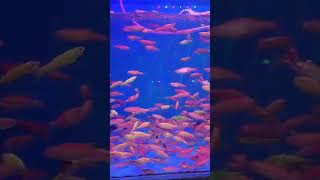 Neon Tetra fishaquarium aquariumfishfishtank fishaquariumshortstrendingfish fishlover fish [upl. by Reivaj]