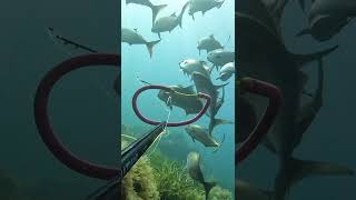 Great Amberjack Spearfishing Greece Aegean Sea  Μαγιάτικο Ψαροντούφεκο Ελλάδα [upl. by Yerxa]