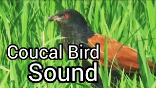 Coucal Bird Sound and walking my Paddy Fieldमहोक पक्षी की आवाज Bird Sounds [upl. by Atnas]