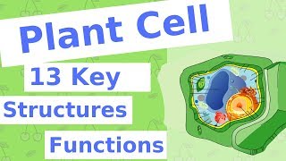 The Plant Cell  13 Key Structures [upl. by Anaed124]