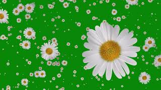 Flowers Falling Animation Green Screen Free Effects [upl. by Lean]