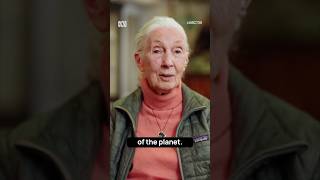 Jane Goodall changed what it means to be human [upl. by Nirihs]