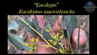 Eucalyptus ID  Eucalyptus macrorhyncha Red Stringybark [upl. by Iggam]