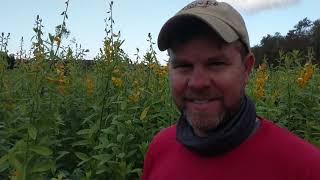 S5E5 Sunn Hemp to improve soil [upl. by Hinch]