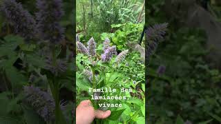 Agastache goût de pastis sans alcool rustique et vivace faitmaisonparclaudiab vivace [upl. by Conard174]