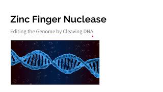 Zinc Finger Nucleases ZFNs [upl. by Anitsirhc]