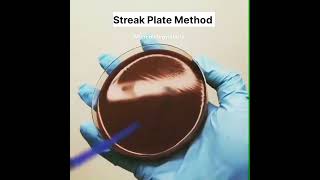 streak Plate Method  microbiology lab work  blood Agar media  microbiology  shorts shortvideo [upl. by Luise511]