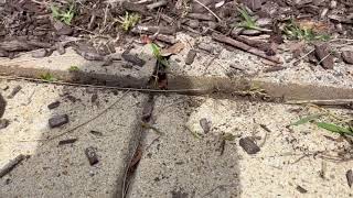 WATCH BEFORE BUYING GREBSTK Crack amp Crevice Weeding Tool Jeff amp Leigh Merz [upl. by Anahpos555]