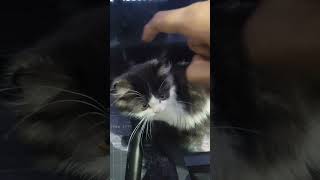 My cat stuck behind the monitor shorts [upl. by Chenee382]