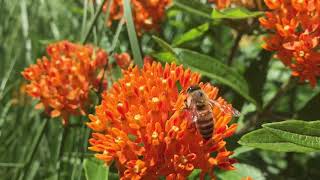 Bee on Milkweed [upl. by O'Meara]