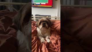 Shih tzu howling puppy dogbreed shihtzumania shihtzu cute smalldogbreed pets [upl. by Hervey]