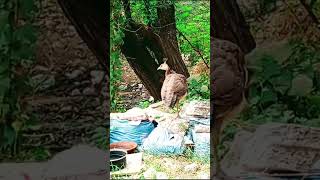 beautiful peahen babies 🦚birds birdlovers [upl. by Burwell895]