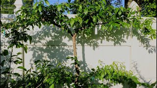 Grafting over Established Espalier Plum Trees for Tastier Fruits [upl. by Lanna415]