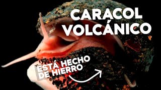 El CARACOL que VIVE en VOLCANES  CURIOSIDADES [upl. by Nazario]