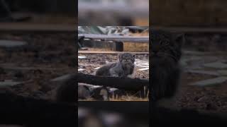 Adorable video shows rare Pallas cats basking in the sunshine  SWNS [upl. by Iruyas110]