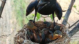 Attacks on Nest and Babies  WeBelongToNature [upl. by Anne-Corinne]