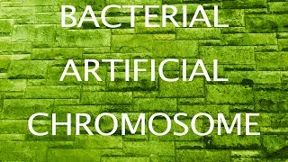 Bacterial Artificial Chromosomes [upl. by Eniamert]