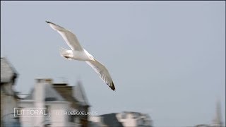 Littoral Le cri des goélands Extrait [upl. by Hinckley]