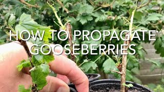 How To Propagate Goosberries How To Take Gooseberry Cuttings Plant Propagation [upl. by Uball]