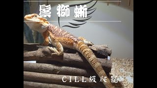 【鬆獅蜥】Part 1： 鬆獅蜥的背景資料以及有趣行為🐉 [upl. by Anali]