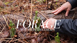 Foraging for Wild Fiddleheads with Chef Shawn Adler [upl. by Shirah]