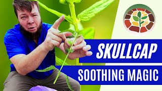 Skullcap  The ULTIMATE Soothing Mint [upl. by Hevak]