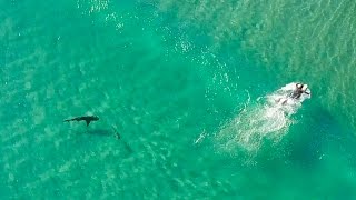 Sharks Approach Surfers  DJI Mavic Pro  Incredible 4K Drone Footage  Fort Pierce Inlet [upl. by Enelyt125]