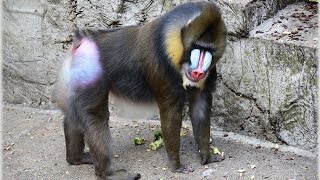 Paviane Mandrills im Zoo von Duisburg [upl. by Ahtamat]