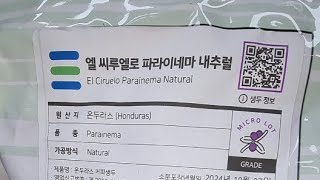 2024 1031 엘 씨루엘로 Natural parainema 1차오케스트라팝핑초입 커피채널 볶고 마셔봐야할 [upl. by Eet]