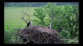 Decorah North Eagles  The dead nest branch breaks nest falls eaglets fly  exploreorg 61624 [upl. by Eciruam]