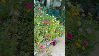 Portulacas portulaca garden gardening flower flowers homegarden [upl. by Aihseym990]