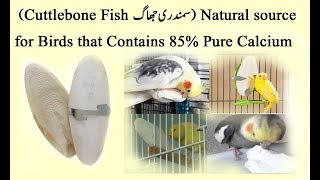 Cuttlebone Fish samandari jhag Natural source of Calcium For Birds [upl. by Schwenk]