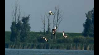 Whiffling Geese in Slow Motion [upl. by Diskin]