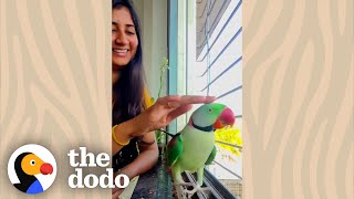 Pretty Wild Parrot Visits Womans Balcony Every Single Day  The Dodo Wild Hearts [upl. by Onimod]