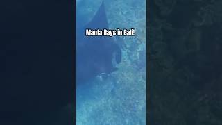 Manta Rays in Nusa Penida Bali Watch full video bali mantaray manta mantapoint nusapenida [upl. by Malo]